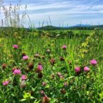 D3D83966-DA93-44FC-B105-D3DCB99A786C_1_105_c (1)