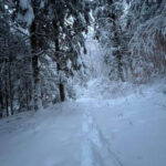 Snowy Vermont Woods