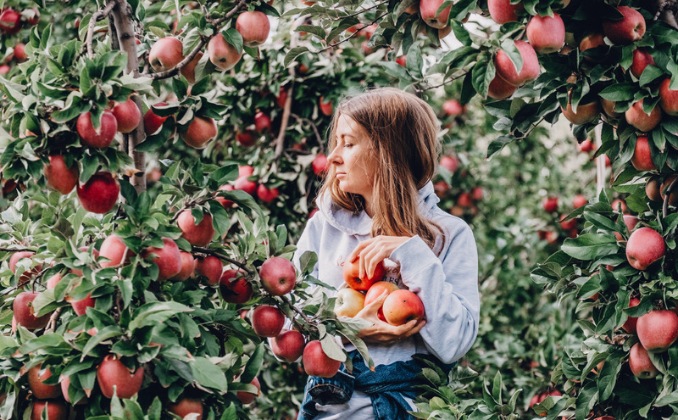 apple picking