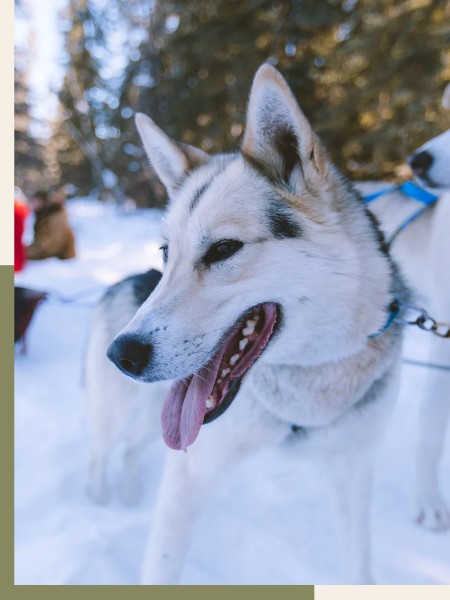 dog sled