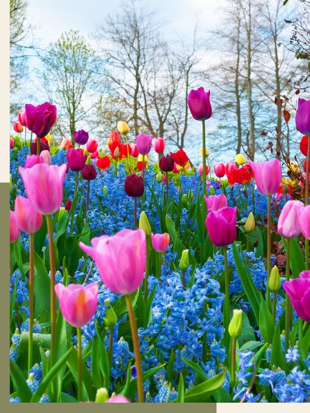 flowers